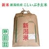 �ڿ���ͽ��ۡ�����8ǯ���ۿ��㸩�� �������֤� 25kg(����)������̵��(�����ϰ����)��