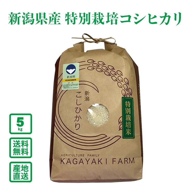 ������7ǯ���ۿ��㸩�� ���������̺��ݥ����ҥ��� 5kg������̵���ʰ����ϰ�����ˡ�