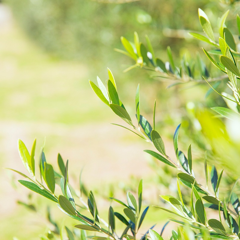 オリーブリーフ茶セット（プレーン・レモングラス・桜島小みかん）5包