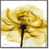 ���ȥ��󥭥��ѥ�������  ������ǥ������  ���奢����  ����ƥꥢ  �ե�  ��