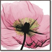 ���ȥ��󥭥��ѥ�������  �ԥ󥯥ݥԡ�  ���奢����  ����ƥꥢ  �ե�  ��