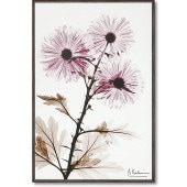 ���ȥ��󥭥��ѥ�������  ������ɥߥ�  ���奢����  ����ƥꥢ  �ե�  ��