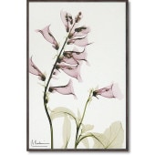 ���ȥ��󥭥��ѥ�������  ����ӥ�  ���奢����  ����ƥꥢ  �ե�  ��