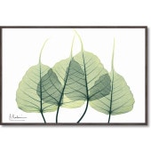 ���ȥ��󥭥��ѥ�������  �꡼��3  ���奢����  ����ƥꥢ  �ե�  ��