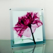 ���ȥ��󥢡���X Ray ���饹�����ȡ��ƥ�������������ɳ��ѡˡʣͥ�������