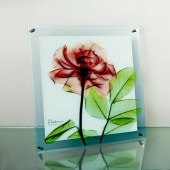 ���ȥ��󥢡���X Ray ���饹�����ȡ������������ɳ��ѡˡʣͥ�������