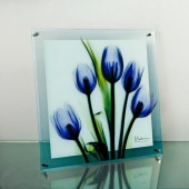 ���ȥ��󥢡���X Ray ���饹�����ȡ��������åץ��ޥ�����ɳ��ѡˡʣͥ�������