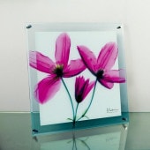 ���ȥ��󥢡���X Ray ���饹�����ȡ����㡼�ˡ�����ޥ������ɳ��ѡˡʣͥ�������