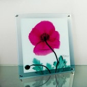 ���ȥ��󥢡���X Ray ���饹�����ȡ��ݥԡ��ޥ륵������ɳ��ѡˡʣͥ�������