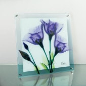 ���ȥ��󥢡���X Ray ���饹�����ȡ�������ƥ�������ɳ��ѡˡʣͥ�������