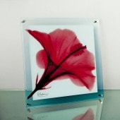 ���ȥ��󥢡���X Ray ���饹�����ȡ���åɥϥ��ӥ��������ɳ��ѡˡʣͥ�������