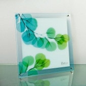 ���ȥ��󥢡���X Ray ���饹�����ȡ��桼������ɳ��ѡˡʣͥ�������