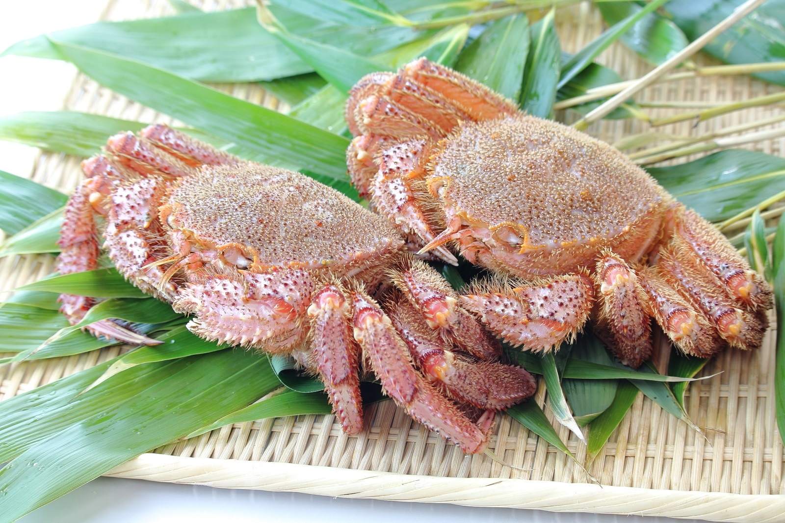 ��Φ�����Ӥ���(2��)�����������Բġ�