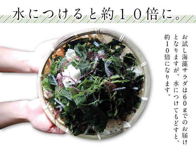 ���������45g�ʴ��祿���ס˥ݥå���  ����̵��