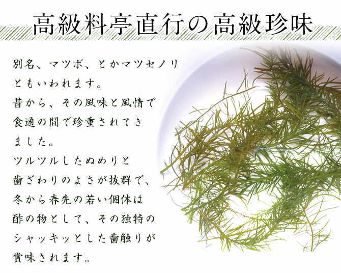 ΦƤޥĥ ᡼̵ Φû ̣ζ ݤʪ