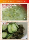 �˰��Ҥӡʴ����ߥᥫ�֡�400g������