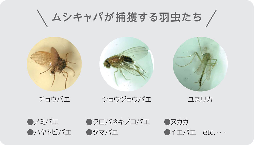 LED���׺��ѤǾʥ��� Ĺ��̿ ��ǽŪ�Ǥ������������ LED����� �ॷ����� MSC-002 ���֤� �٥�ϡ� ���ե� �쥹�ȥ�� �١����꡼