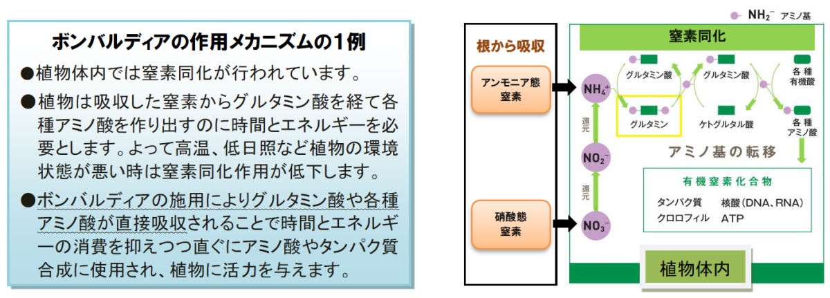 ܥХǥ 1L   ¥ ھ ϥݥͥå