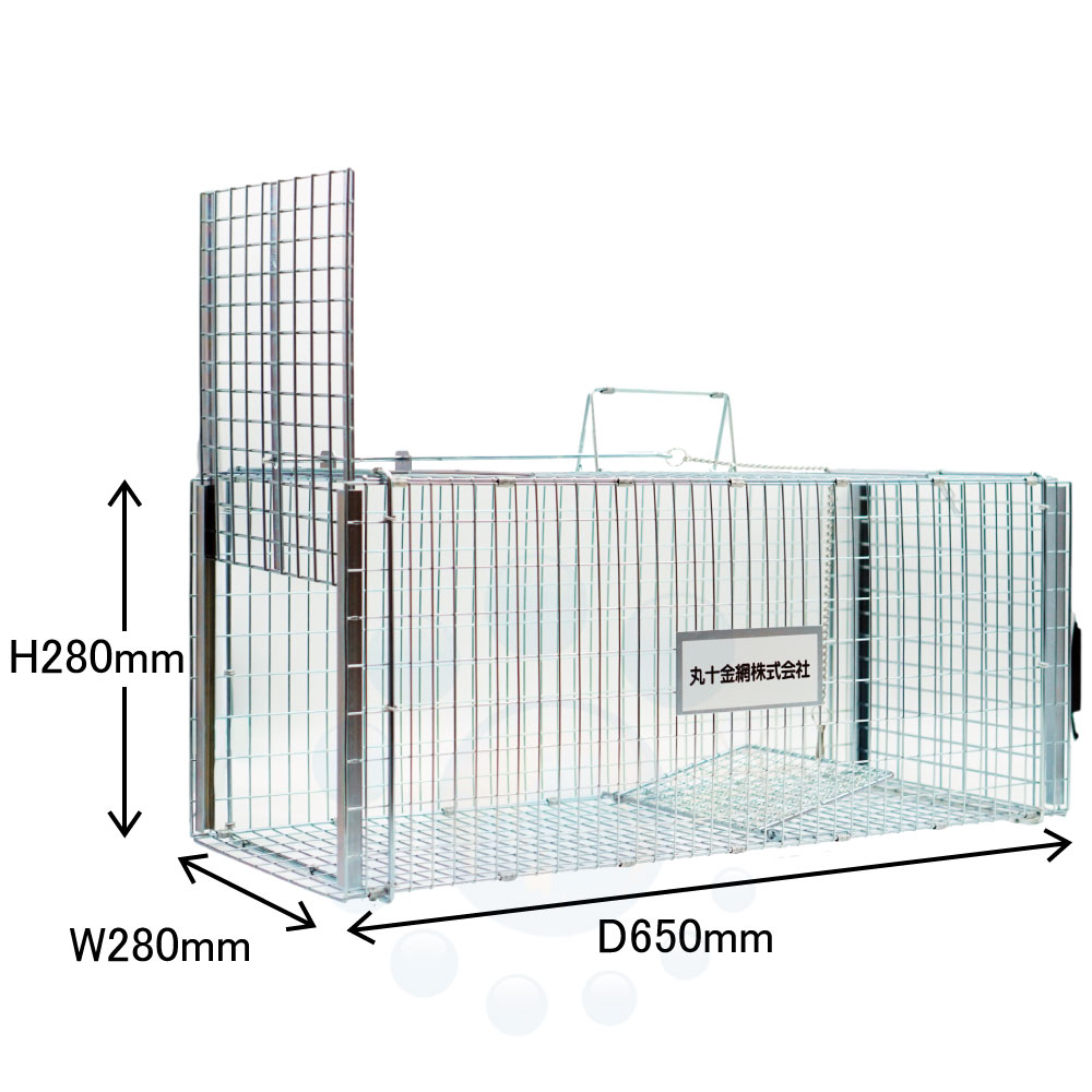 ˥ޥ륭å㡼 ǭݸ Ƨļͥʹ