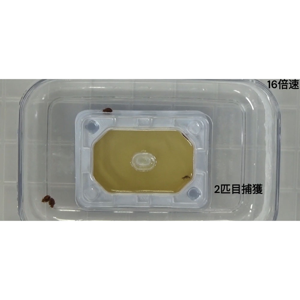 ȥĴȥå ٥åɥХ饤 4ĥå BDS  © Ǵ  ٥å ޥåȥ쥹 ե ˥ å ۥƥ