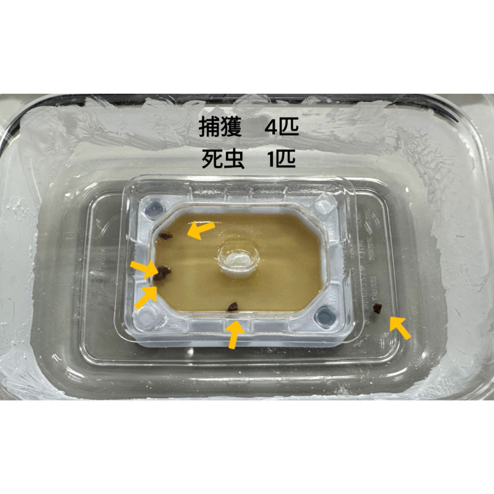 ȥĴȥå ٥åɥХ饤 4ĥå BDS  © Ǵ  ٥å ޥåȥ쥹 ե ˥ å ۥƥ