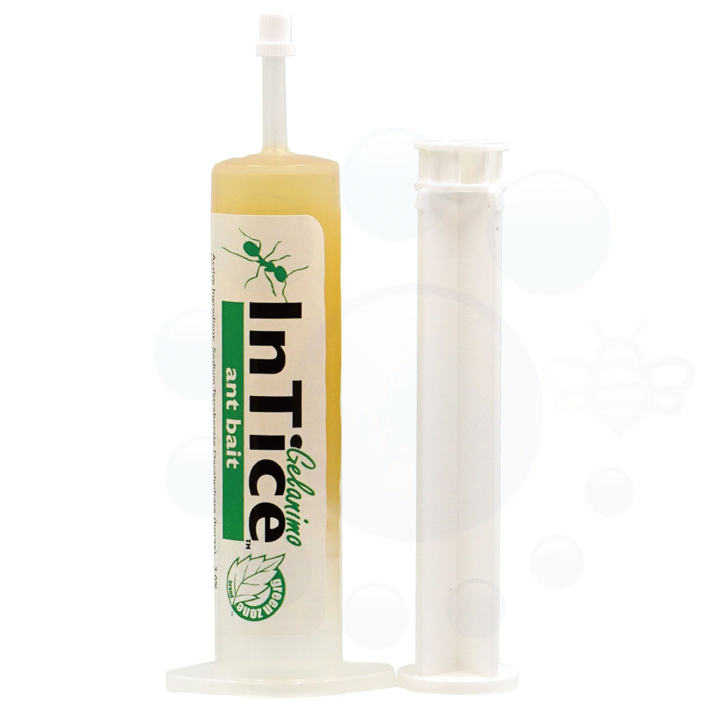 ˥ ȥ٥ ̳ѵ¶ѥ٥Ⱥ Ǳº