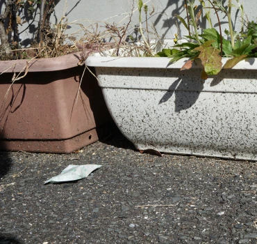 ����ǭ�к� ǭ����� �ͥ����Ѥ��䤬���� 15g��12���� �֤�������ñ�ͥ��к�