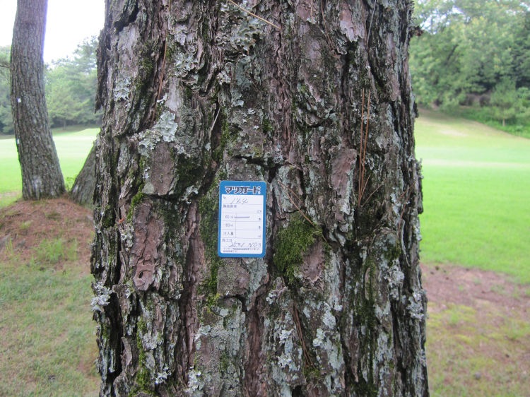 ���Ϥ��� �ޥĥΥ���������奦 �к� �ޥĥ����� 60ml��10�� ��������奦 ���������� ����6ǯ�ֻ�³ �ߥ�٥᥯���� �ޥĥΥޥ��饫�ߥ����к�