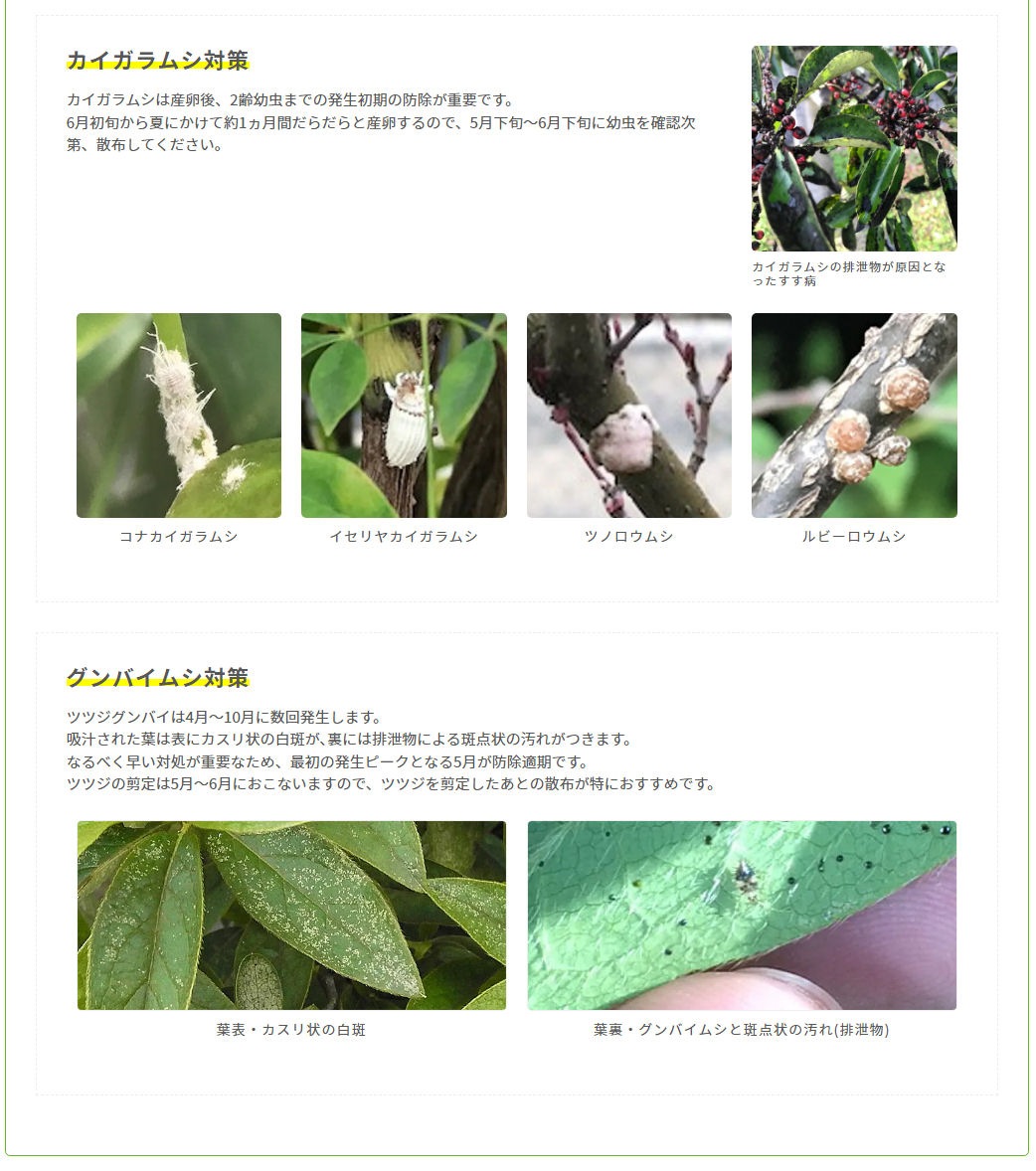 �����꡼��γ�� 1.5kg ���� ���֥�ॷ �к� ��������ॷ ��� ����Х��ॷ ����� ���ޥ��饫�ߥ��� ���� ������ ���տ�ʪ