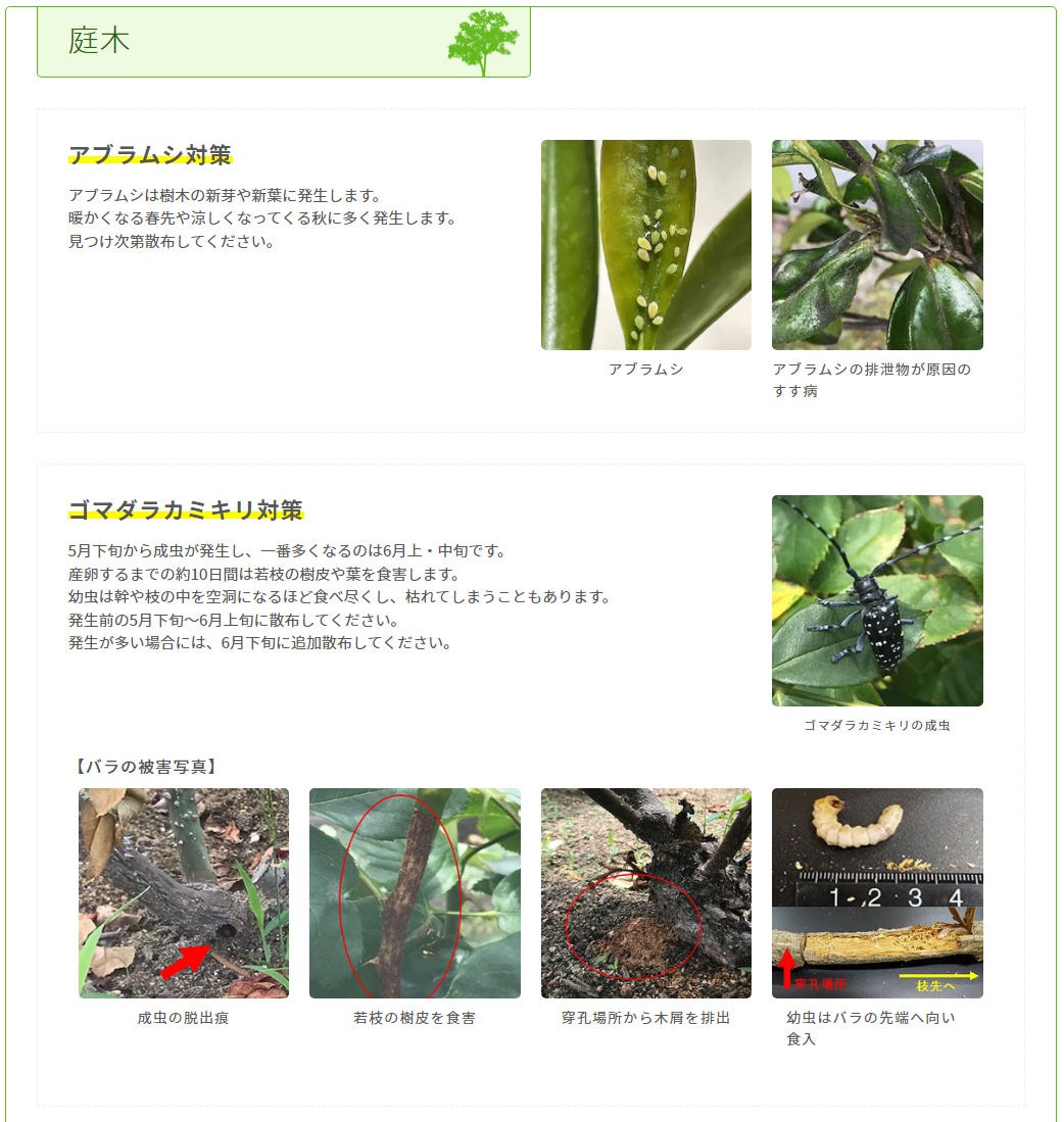 ꡼γ 1.5kg3  ֥ॷ к ॷ  Хॷ  ޥ饫ߥ   տʪ