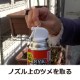 饹420ml 