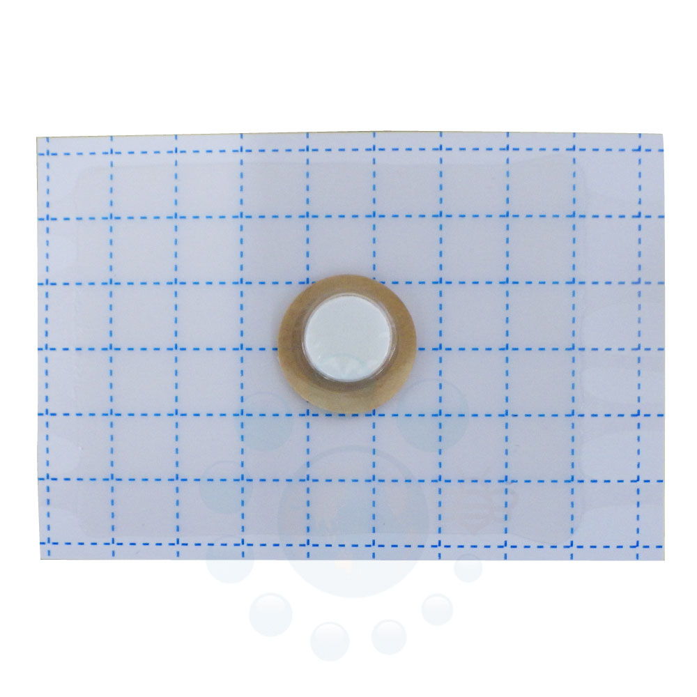 Υҥ饿ॷ եȥå ȥꥪ ȥåΥå 10 ˥  ʴ    Ҹ ٻΥե졼С ʪ ﳲ