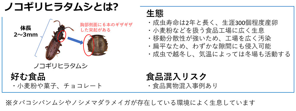 Υҥ饿ॷ եȥå ȥꥪ ȥåΥå 10 ˥  ʴ    Ҹ ٻΥե졼С ʪ ﳲ