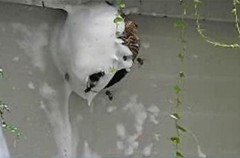 ������Х���� �ϥ��������ࡼ����2�� ˢ�����å� ���׸延��