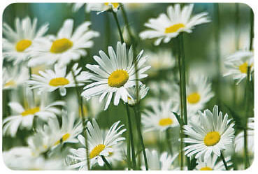 SHE&YOU ϥ  ֥ ץ졼 550ml3 100ŷʬ Х Х ȥɥ  ǥ˥