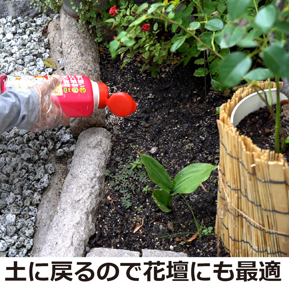 �ͥ������ӡ��� �ץ饹����ե��� 750g��2�� ������������