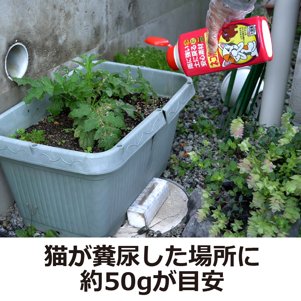 �ͥ������ӡ��� �ץ饹����ե��� 750g��20�� ������������