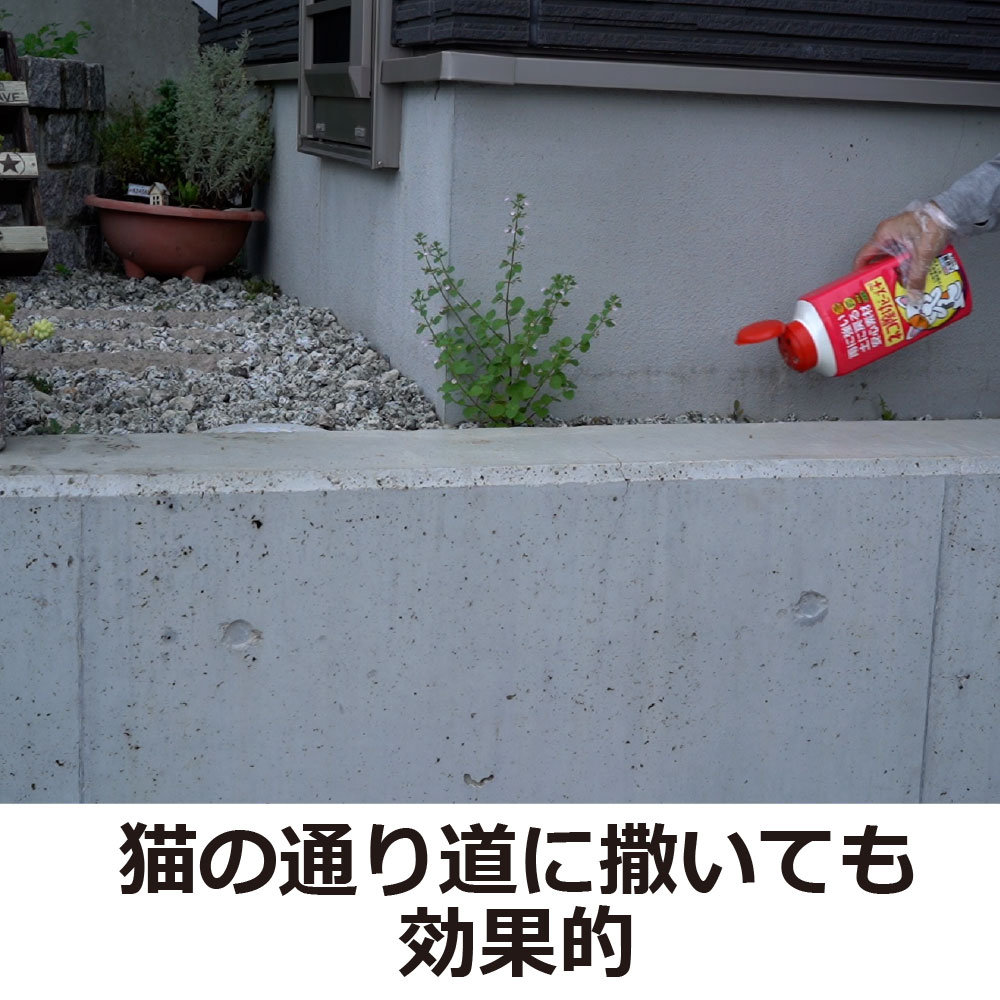 �ͥ������ӡ��� �ץ饹����ե��� 750g��20�� ������������