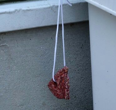 �ڤ��㤤������������ ����̵���� �֥��å������ͺ� �ͥ�������S 120g��100�� ���ɽ��Ѱ��������ʡ� �ɥ֥ͥ��߶��