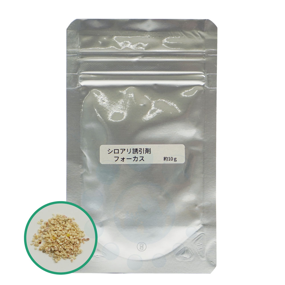 ƥ ַ ơ 1å Yʤ Ͷޥե  к ɽ ޥȥ 