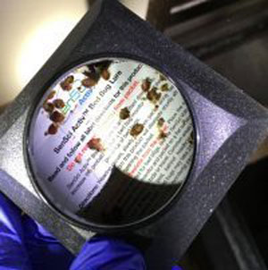 ȥͶĴȥå  Ͷޥåȡ12    к ʹ