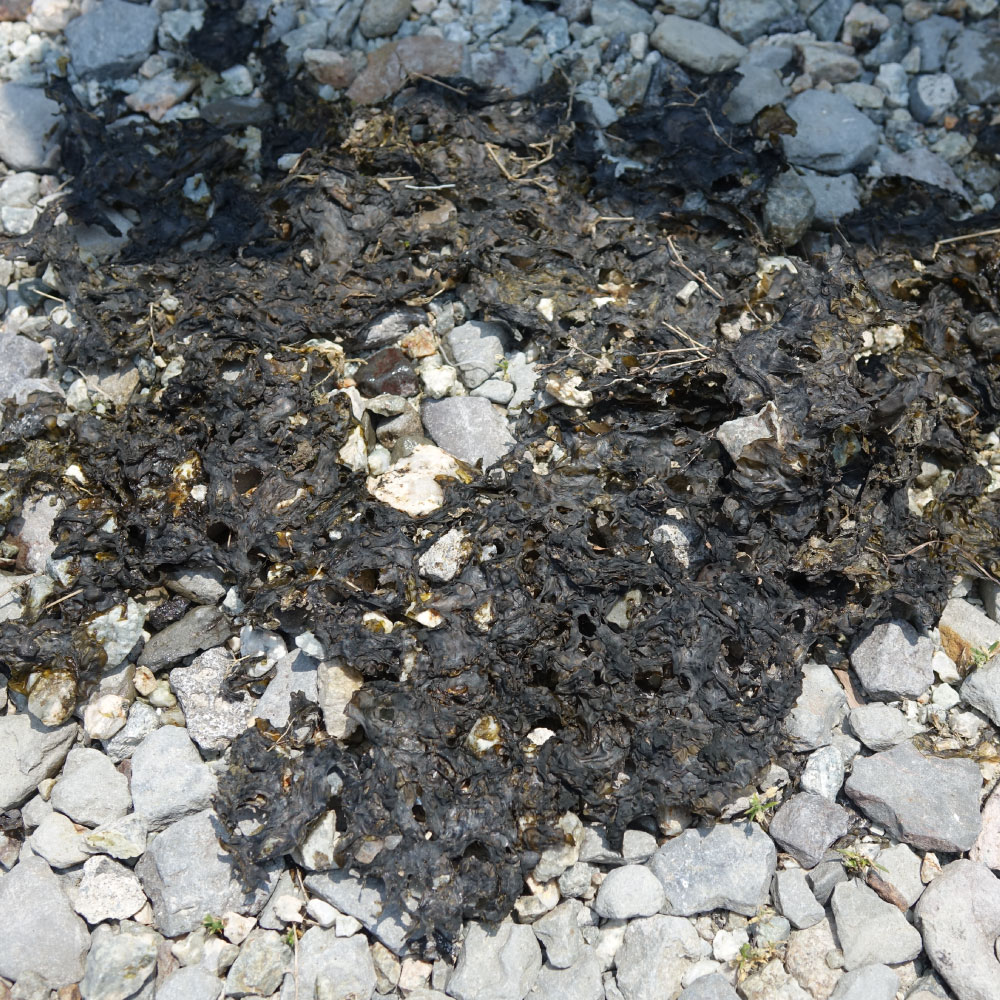 ��������� �������������ץ졼 500ml��20�� ���������� �������饲 ����