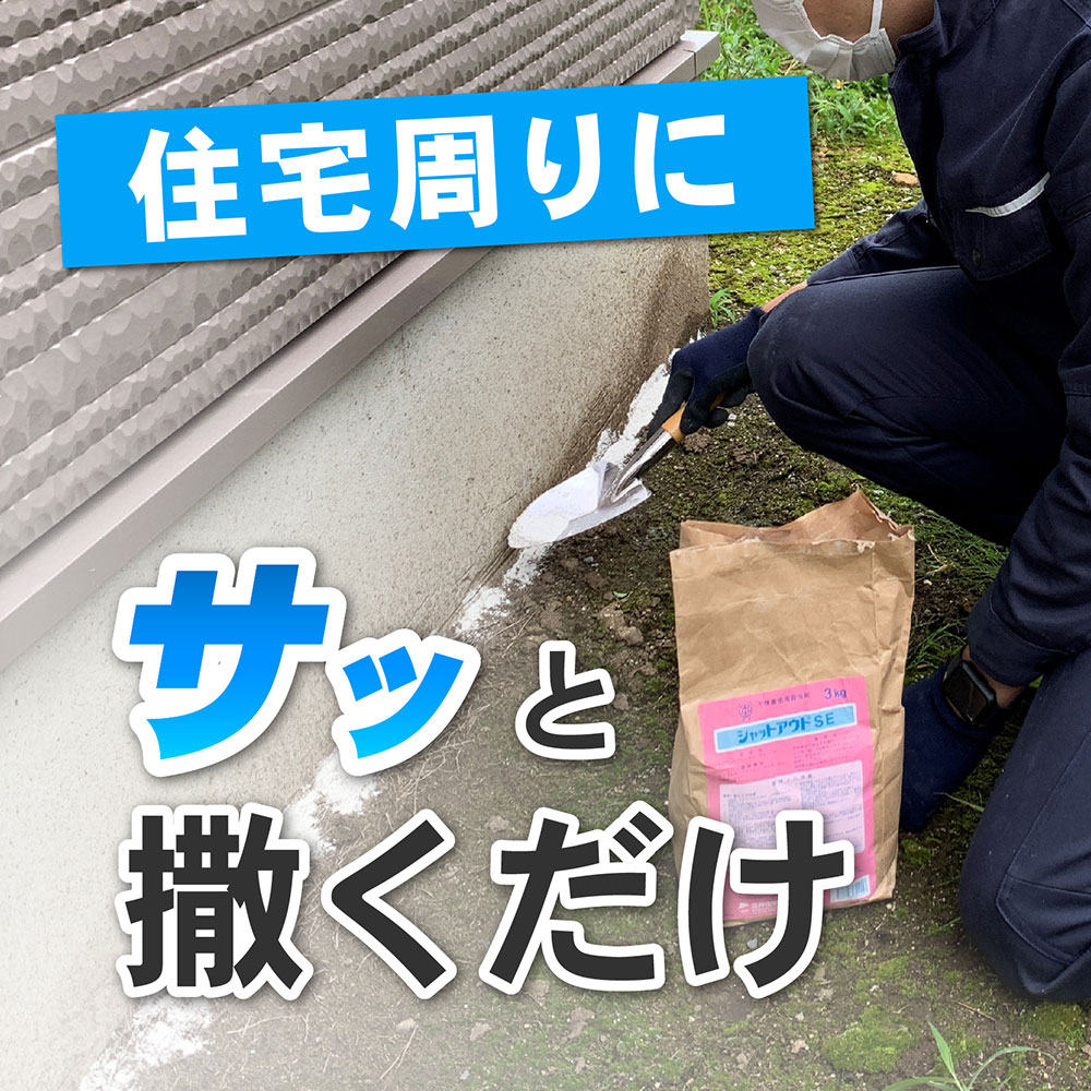 ����åȥ�����SE 3kg��4�� ���㤤���ʥ���������