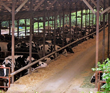 �緿�ϥ����� ��Ȥꥫ������������ 10���� �ϥ���� ���� ���� �ܷܾ�