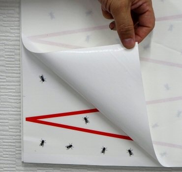 �緿�ϥ����� ��Ȥꥫ������������ 10���� �ϥ���� ���� ���� �ܷܾ�