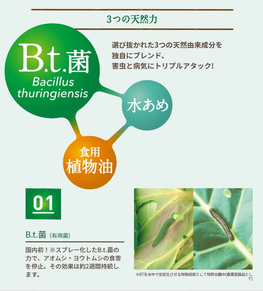 ͧر ٥˥ʥ륹ץ졼 1000ml6 ॷ ༣ ॷ ȥॷ ɤ