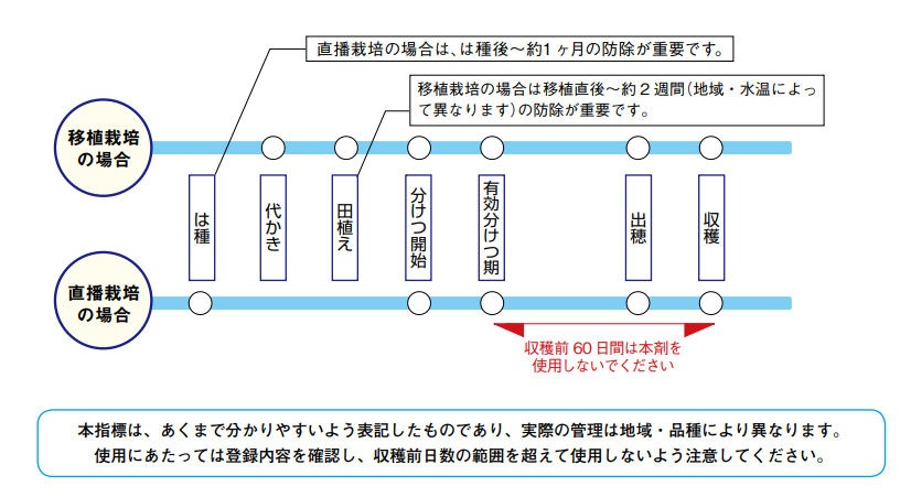 �����ܥ��˥��ɽ��� ����� �����ߥΥ� 2kg��8�� ���� �᥿����ǥҥ�γ�� �� ��󤳤� �����ߥ�󥴥����к�