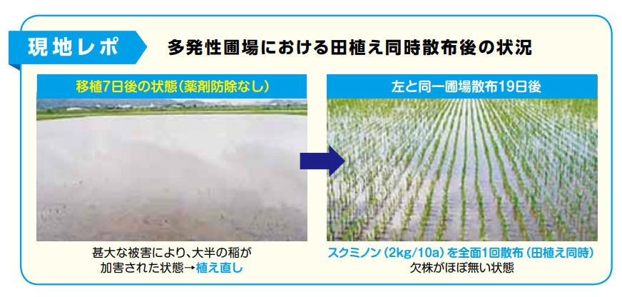 �����ܥ��˥��ɽ��� ����� �����ߥΥ� 2kg��8�� ���� �᥿����ǥҥ�γ�� �� ��󤳤� �����ߥ�󥴥����к�