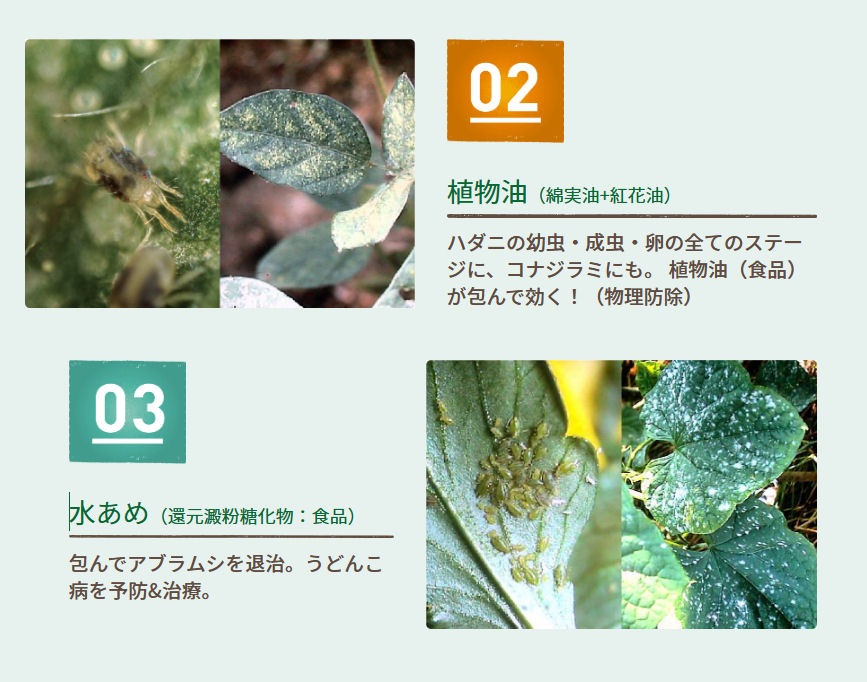 ��ͧ���ر�� �٥˥��ʥ����륹�ץ졼�դ��ؤ��� 1000ml��3�� �����ॷ �༣ ���ॷ ��ȥ��ॷ ���ɤ���