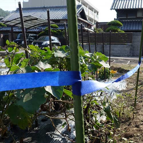 ���Υ��������� ���쥹 STOP�ơ��� ��30mm��20m�� 5�� �쥤��ܡ��� ���Υ����ο����ɻ�